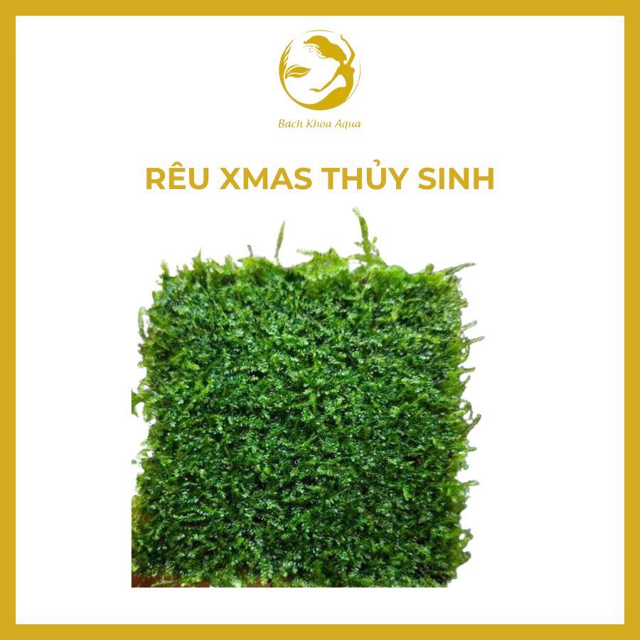 Rêu Xmas cho bể thủy sinh