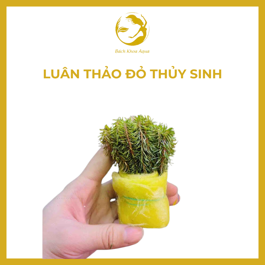 Cây thủy sinh - Luân Thảo đỏ