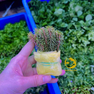 Cây thủy sinh - Luân Thảo đỏ