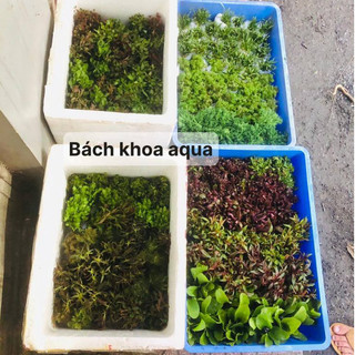 Cây thủy sinh - Luân Thảo đỏ