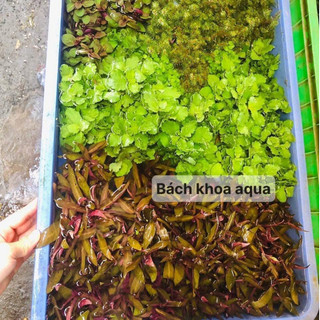 Cây thủy sinh - Luân Thảo đỏ