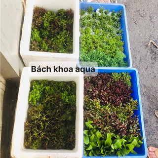 Cây thủy sinh - Cây Thông