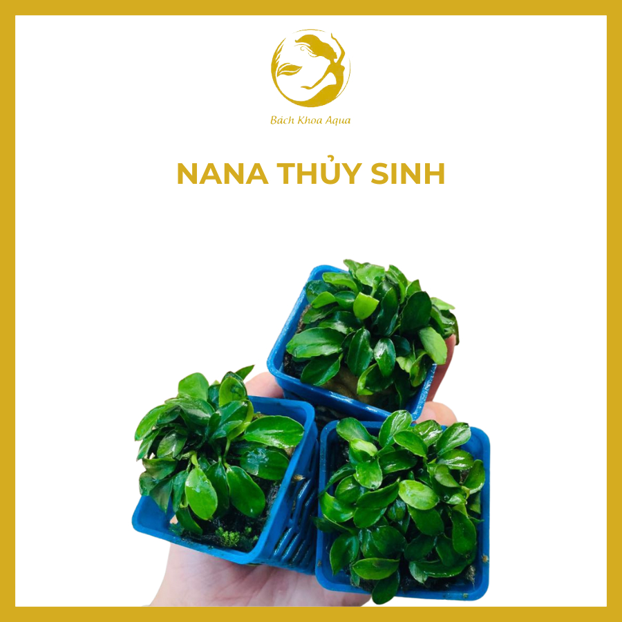 Cây thủy sinh - Ráy Nana