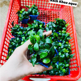 Cây thủy sinh - Ráy Nana
