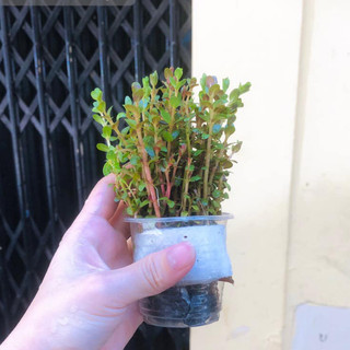 Cây thủy sinh - Vảy ốc Hồng