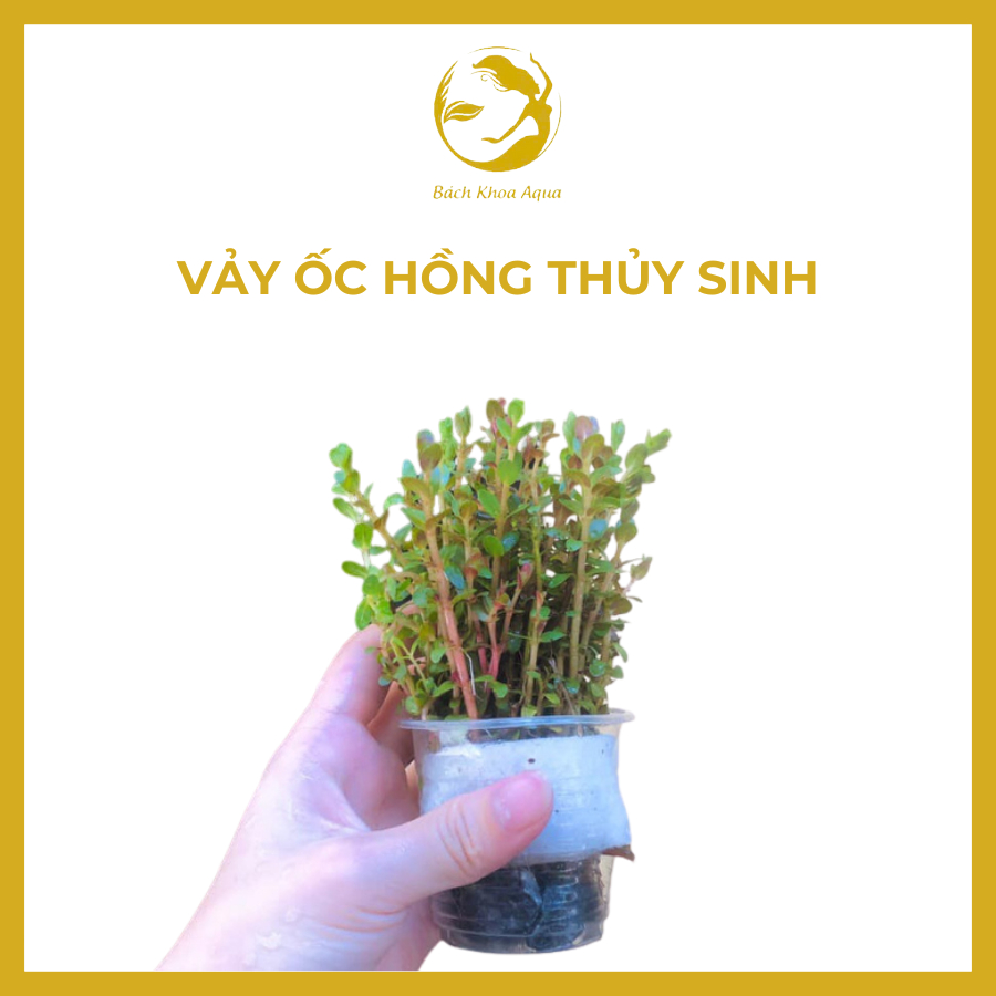 Cây thủy sinh - Vảy ốc Hồng