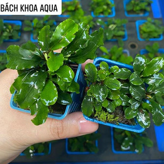Cây thủy sinh Bucep xanh