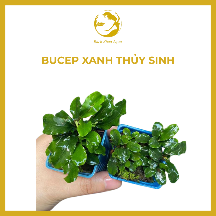 Cây thủy sinh Bucep xanh