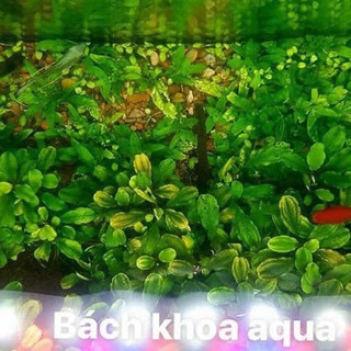 Cây thủy sinh Bucep xanh