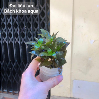 Cây thủy sinh - Đại Liễu Lùn