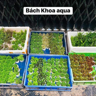 Cây thủy sinh - Đại Liễu Lùn