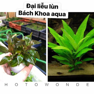 Cây thủy sinh - Đại Liễu Lùn