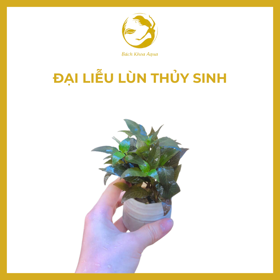 Cây thủy sinh - Đại Liễu Lùn