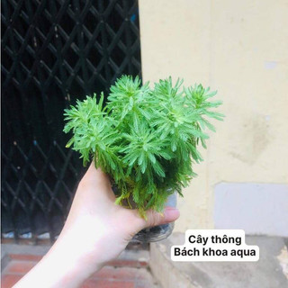 Cây thủy sinh - Cây Thông