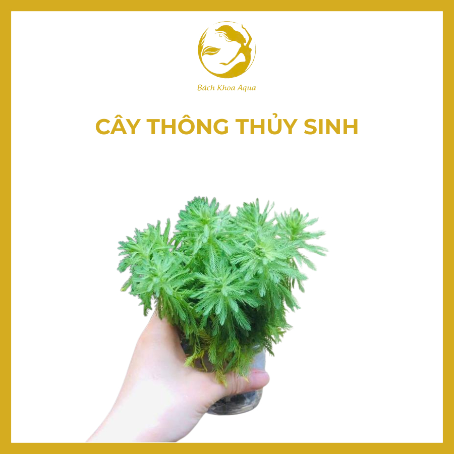 Cây thủy sinh - Cây Thông
