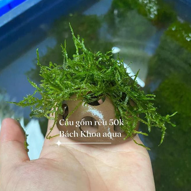 Rêu cầu gốm - BKA