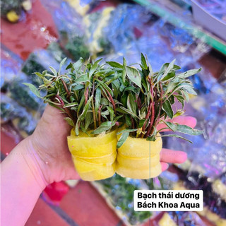 Cây thủy sinh - Bạch Thái Dương