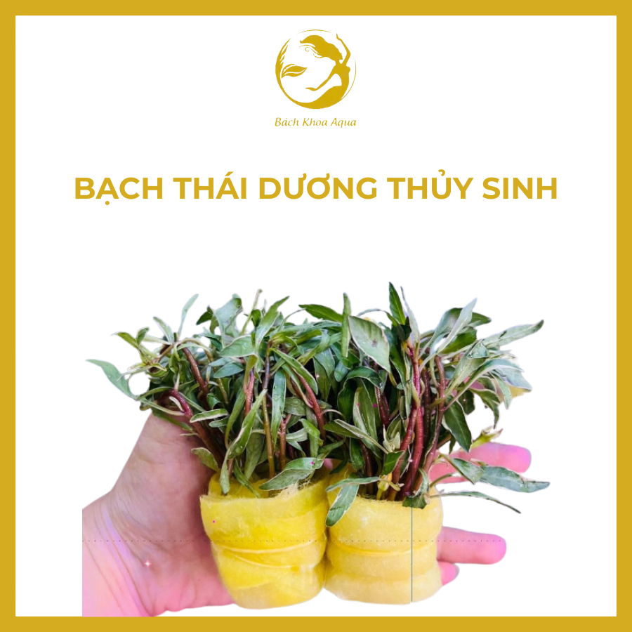 Cây thủy sinh - Bạch Thái Dương