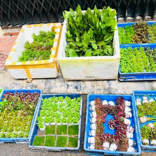 Cây thủy sinh - Huyết Tâm Lan