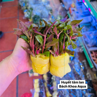 Cây thủy sinh - Huyết Tâm Lan