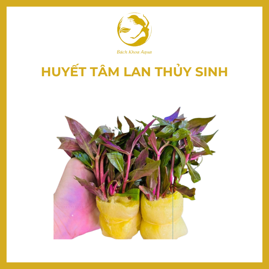 Cây thủy sinh - Huyết Tâm Lan