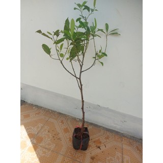 Cây cà na thái 2 cây