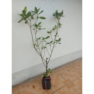 Cây cà na thái 2 cây