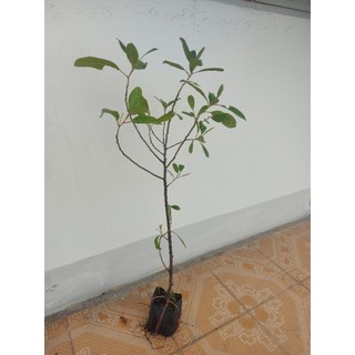 Cây cà na thái 2 cây