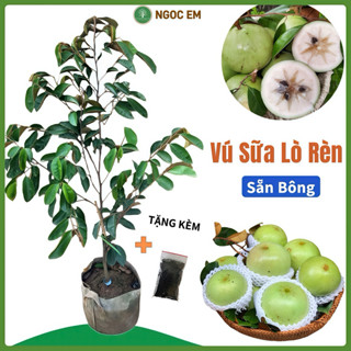  Cây vú sữa lò rèn  đang sẵn quả -cao 1mét    chuẩn giống F1  