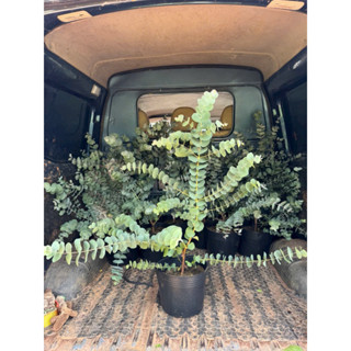  Chậu cây khuynh diệp hay dollar bạc 