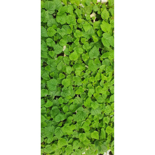 COMBO 2 CÂY GIỐNG MÂM XÔI SIZE NHỎ (3-5cm)