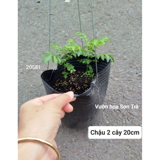 (VHST giao trong ngày) CÂY CÀ RI, 30-120cm.