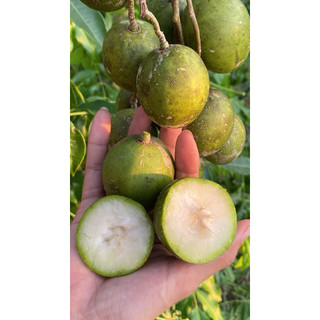 2,3kg Quả cóc Thái chua nhẹ hạt nhỏ