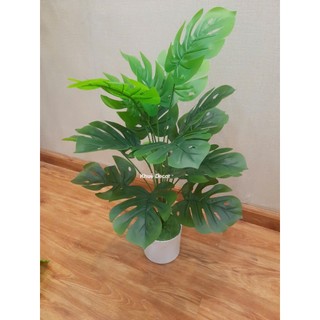 Cây Giả - Cây Trầu Bà 55cm