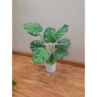 Cây Giả - Cây Trầu Bà 55cm
