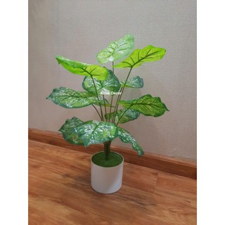Cây Giả - Cây Trầu Bà 55cm