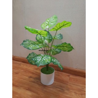 Cây Giả - Cây Trầu Bà 55cm