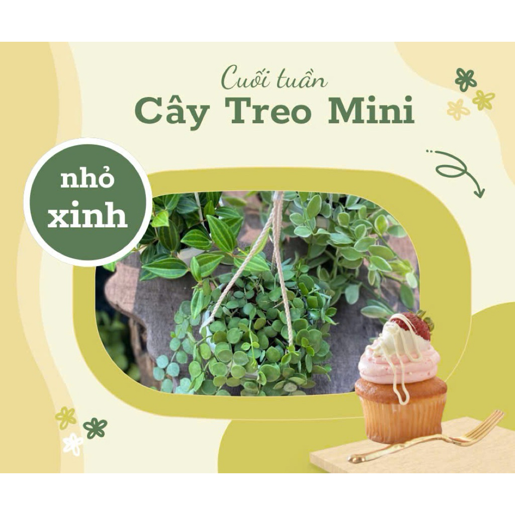 Tổng hợp chậu treo mini siêu xinh - bình an, quỳnh, lan tim - siêu xinh - Annie Garden