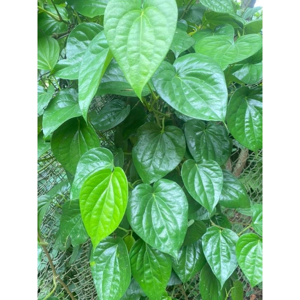 Cây giống lá trầu không