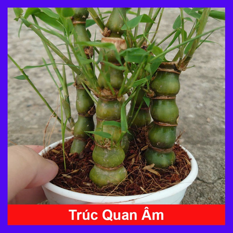Cây trúc quan âm - cây trúc đùi gà ( trúc đùi ếch ) - cây cảnh để bàn