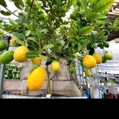 Cây chanh mỹ vàng