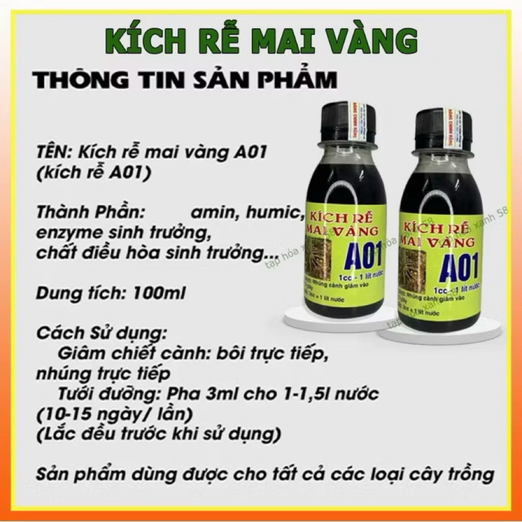 combo 2 lọ kích rễ Mai vàng A01- siêu kích rễ loại 1
