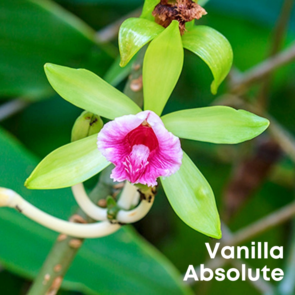 (Absolute) Tinh dầu Vani tuyệt đối Vanilla Essential Oil