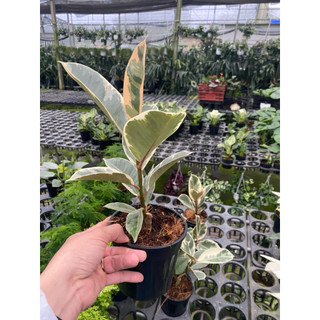 Chậu đa búp đỏ cẩm thạch - Ficus Elastica Tineke