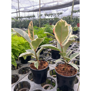 Chậu đa búp đỏ cẩm thạch - Ficus Elastica Tineke