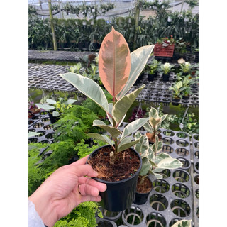 Chậu đa búp đỏ cẩm thạch - Ficus Elastica Tineke