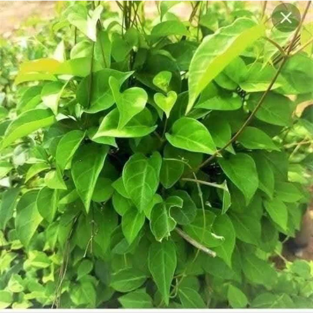 chậu cây giống lá giang lá chua để nấu lẩu
