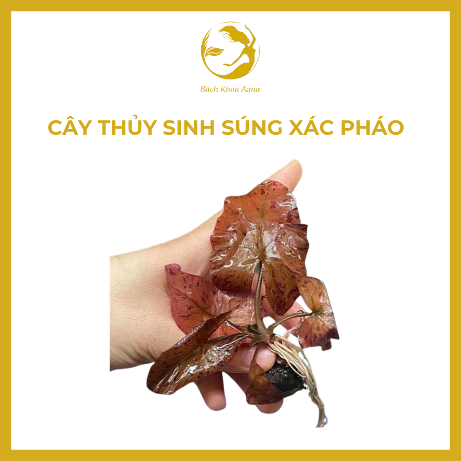 Cây thủy sinh - Súng Tiger