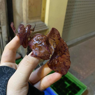 Cây thủy sinh - Súng Tiger