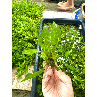 5 Nhánh Lan nước (không đế)- Cây thuỷ sinh trang trí hồ tép cảnh, cá cảnh (5 nhánh)